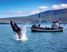 whale watching, husavik